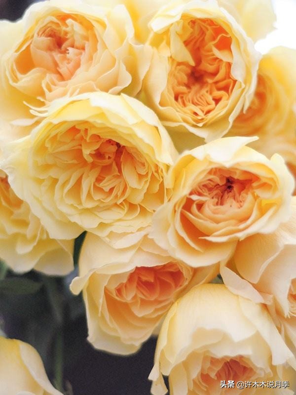 月季常见叶子问题,月季都有什么病怎么治