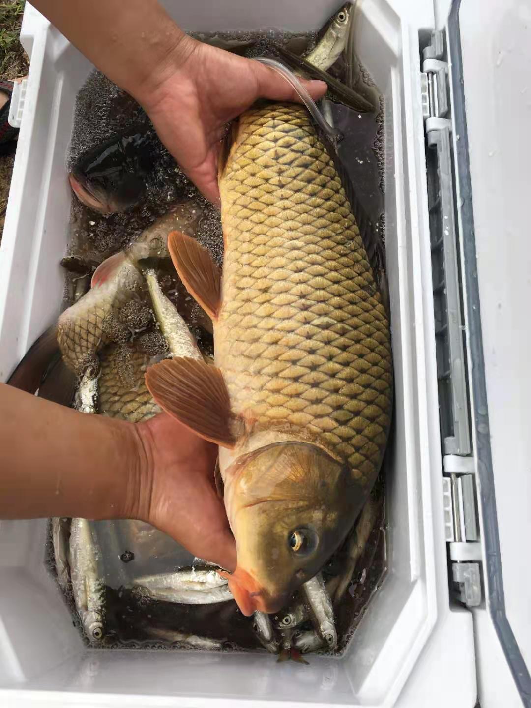 野钓如何记得打窝的点,野钓打窝避小鱼