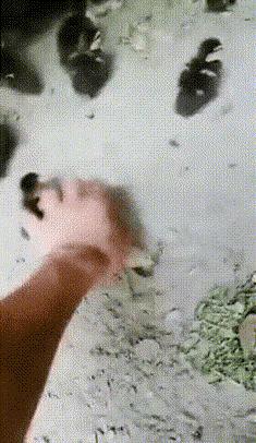 在野外发现甘蔗,在山里发现甘蔗