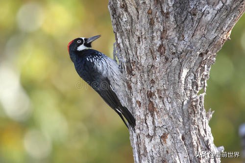啄木鸟是怎么知道树里有害虫,啄木鸟为什么会在树上啄虫子