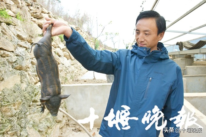 婀栧寳鍗佸牥鐙肩嫍,鍗佸牥鐙肩嫍