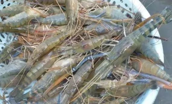 哪种虾易养殖价格又高,6元一斤虾的养殖方法