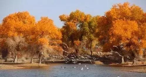 南疆小县城的百年饮料，制作技术堪比茅台，被誉为中国白兰地