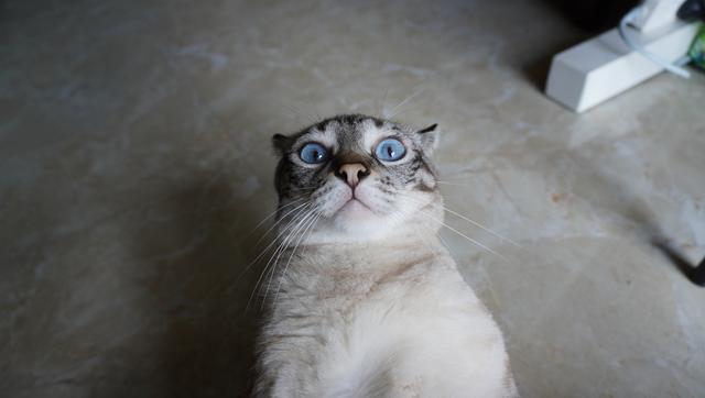 虎斑暹罗的鼻子是什么颜色的,虎斑暹罗猫咪多少斤需要减肥