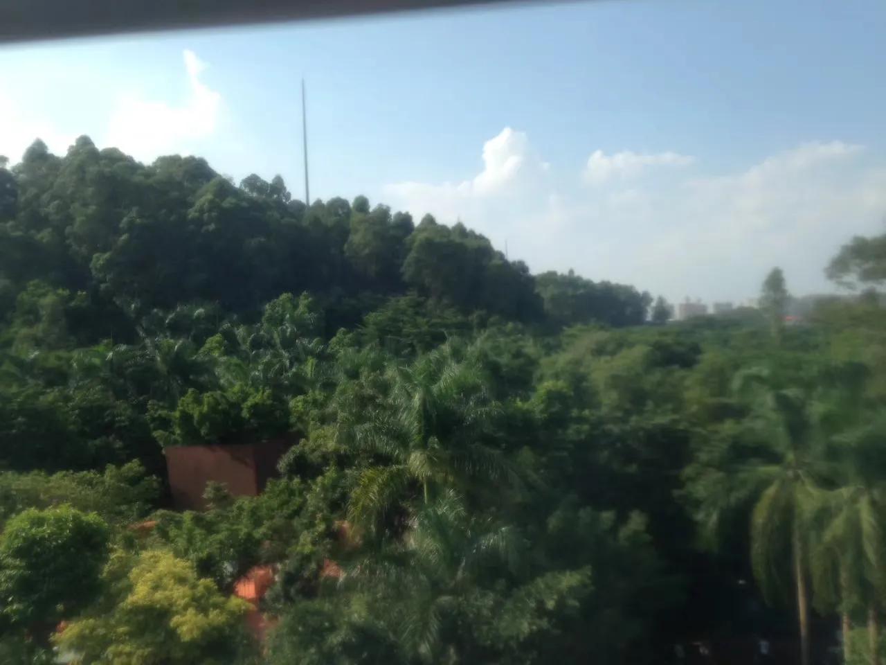 广州长隆野生动物世界游记300字,广州长隆野生动物园游记