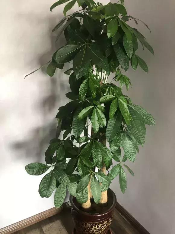 绿萝如何养才能活得更茂盛,养绿萝只需2个技巧