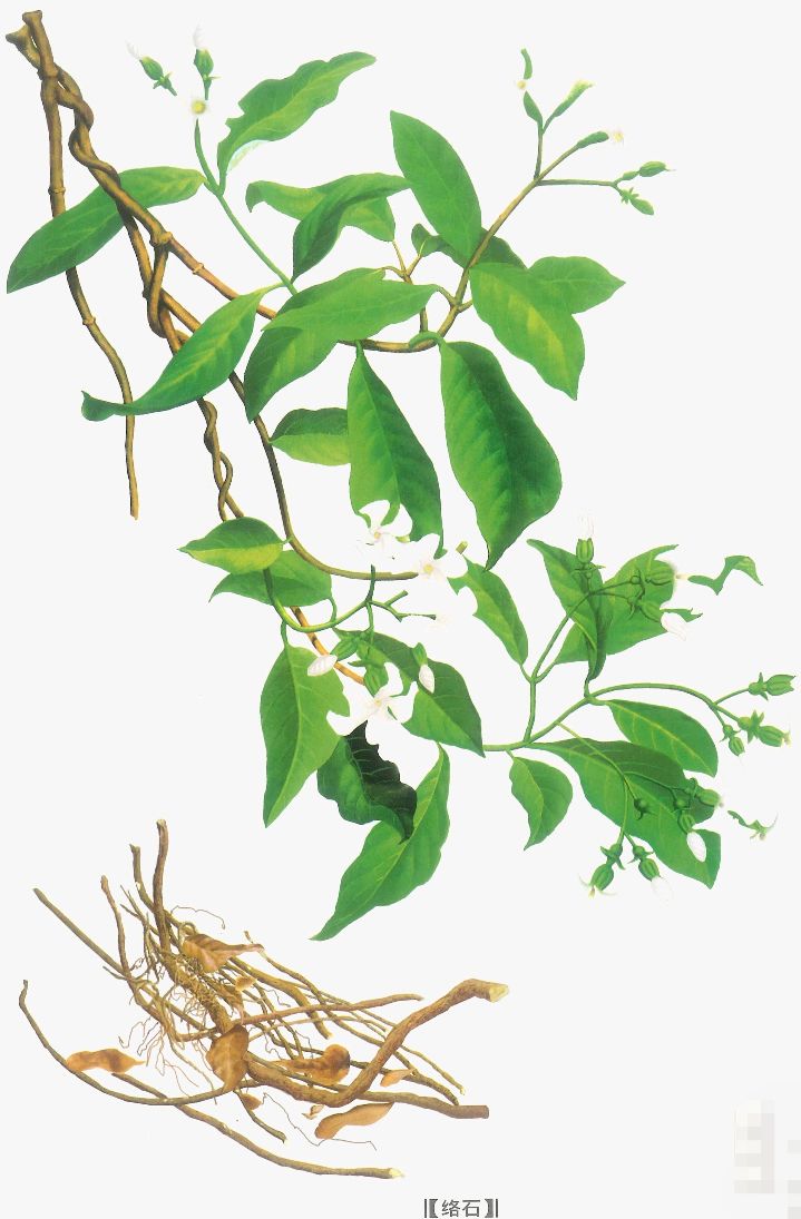 络石藤的功效与作用,中药古今研究木香