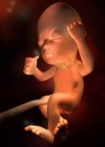 孕期知识五：妊娠第7-8个月