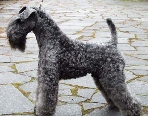 45种常见狗狗认几种主人,45种常见狗狗拉布拉多图片