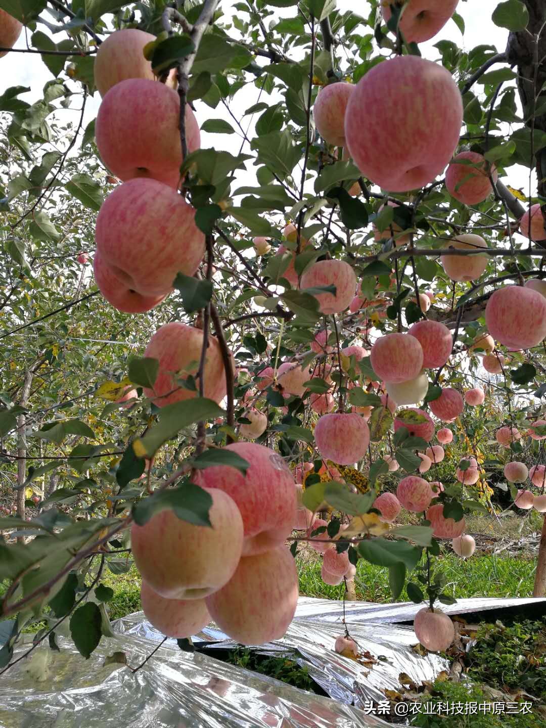 上海海证期货,海证期货是正规平台吗