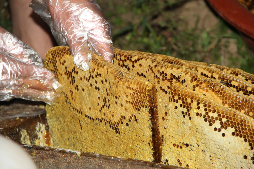 野蜂的口粮极为珍稀,一年等一次,再危险我们也要去“盗”一些!