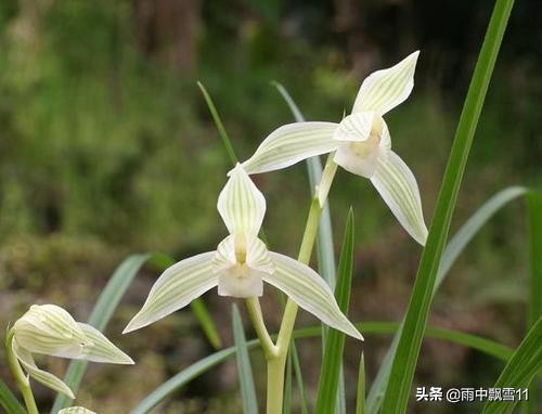 兰花浇水过多和缺水叶尖区别,兰花脱水怎么补救