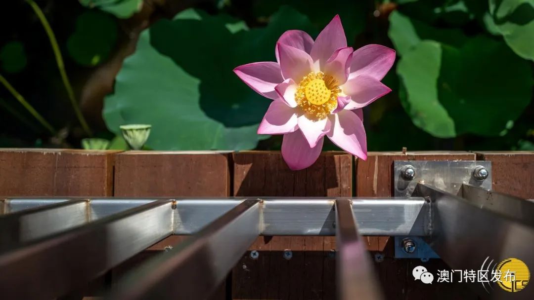 「澳门美景图辑」荷香飘飘