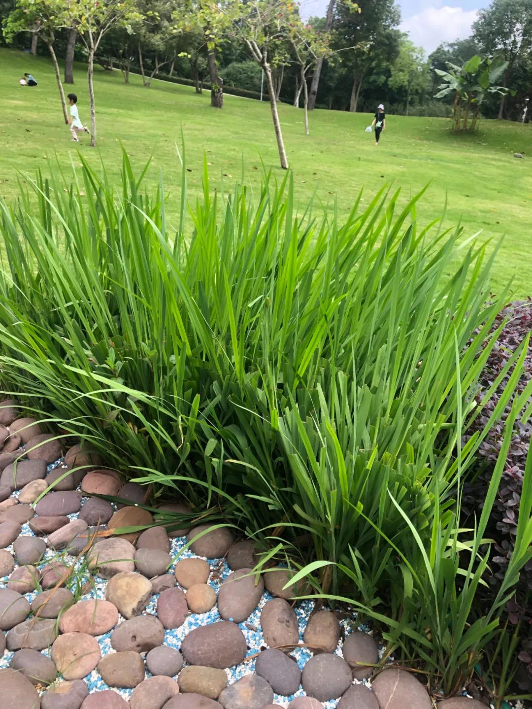 花园庭院设计花卉园艺,花园搭配的草类植物