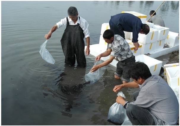 暴利养殖业50元一斤,什么养殖一斤100元都还不愁销路