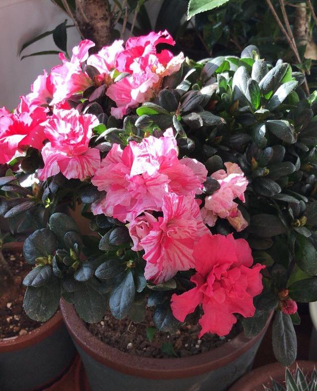 家里养花注意了这几种花别养,家里养花怎么养才不会生虫