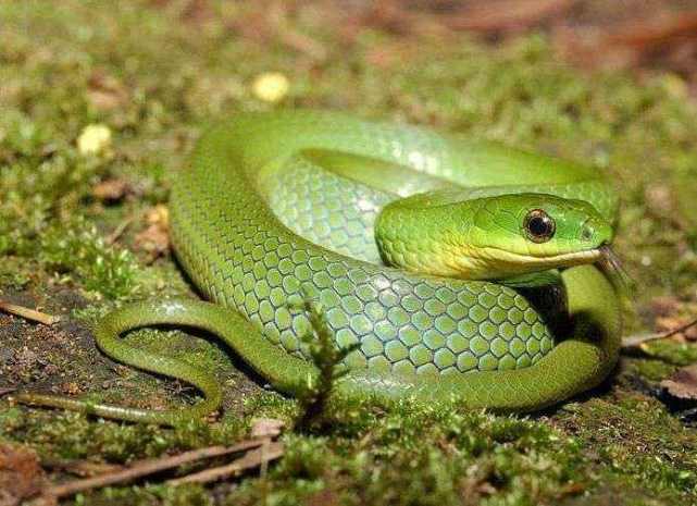 蛇受伤用什么药效果好,蛇受伤了该怎么办