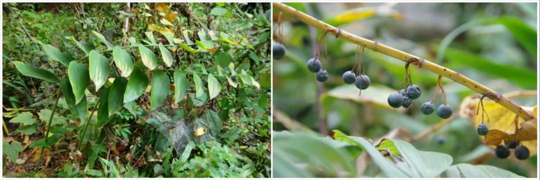 硬核整理!高清中药教材原植物彩*图色**谱(四期)