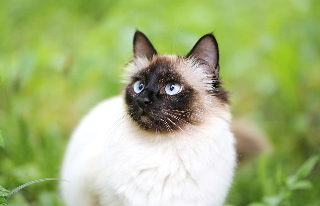 猫咪高冷不亲人,猫咪高冷不和你玩