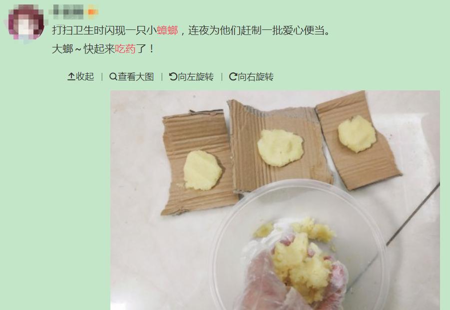 南方蟑螂和北方蟑螂对比恶搞,南方大蟑螂吓哭北方人