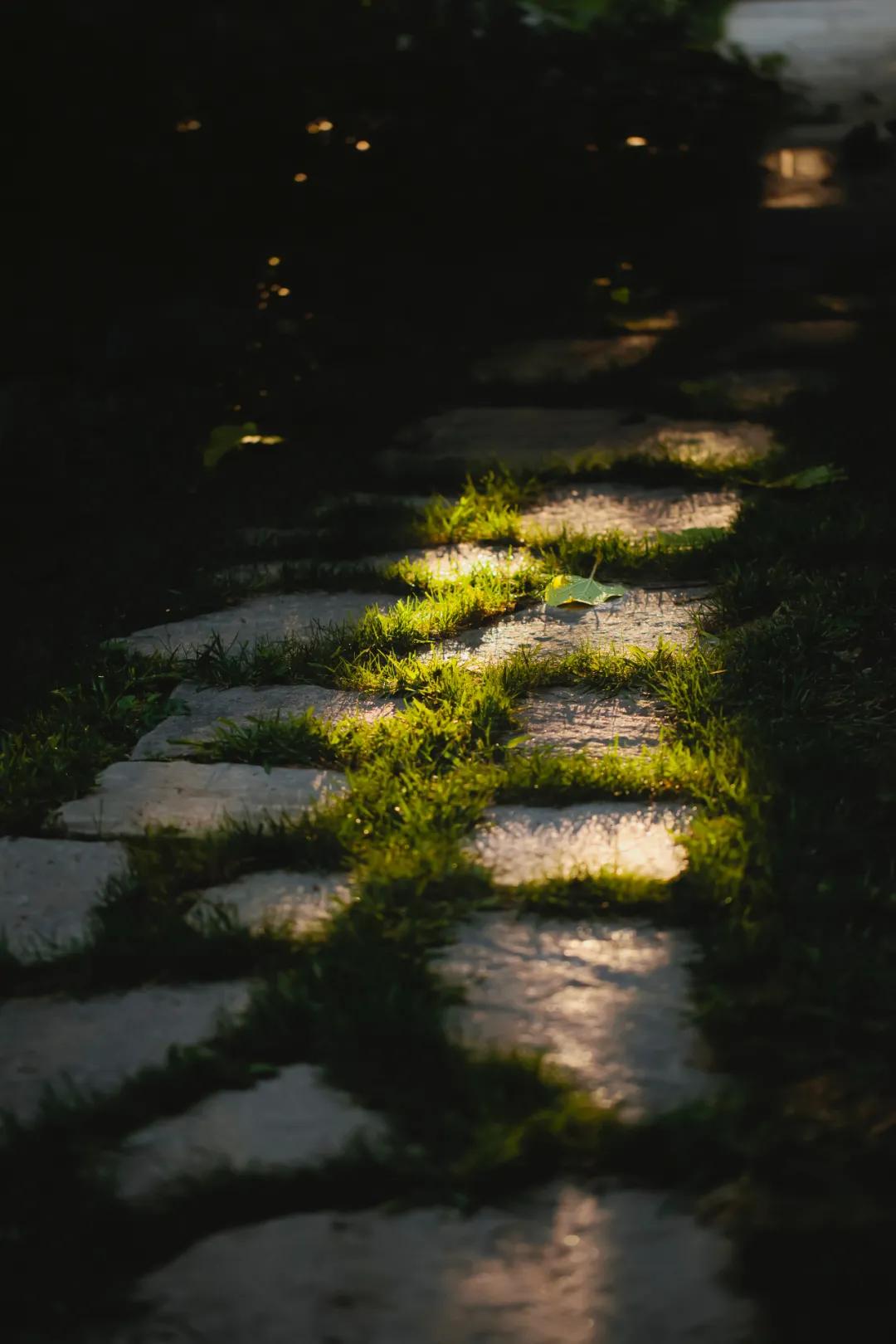 一条老狗书籍,一条老狗季羡林文章读后感