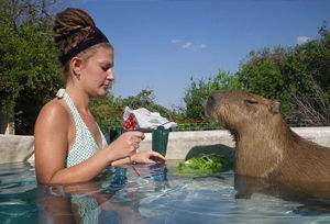 水豚为什么被称为动物中的交际花,水豚是动物界公认的老好人