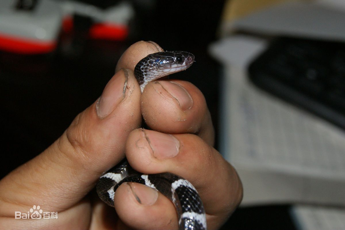 银环蛇毒性在世界毒蛇中排在几位,银环蛇毒性在中国排名多少