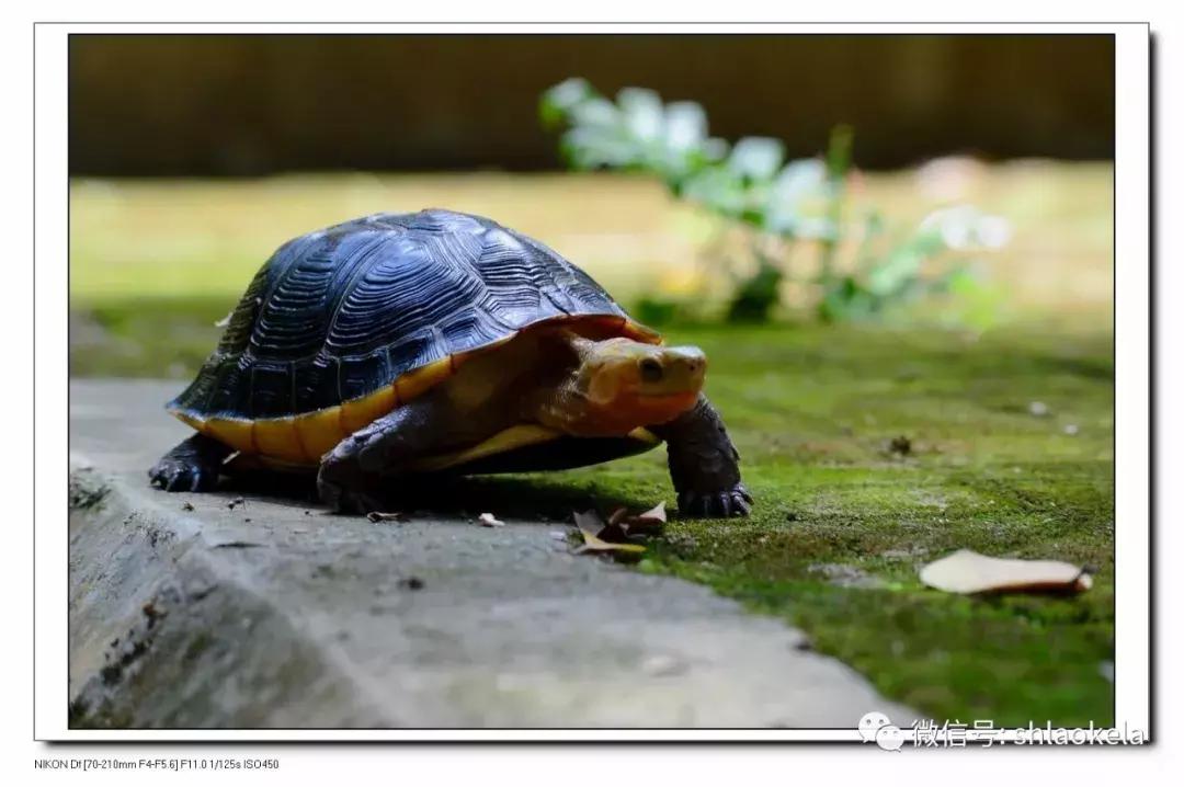 黄缘龟喜欢的植物,黄缘龟有灵性吗