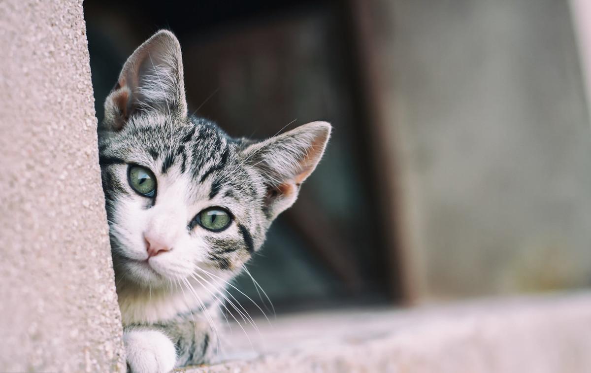 猫犯错可以打吗,猫犯错老是控制不住去打它