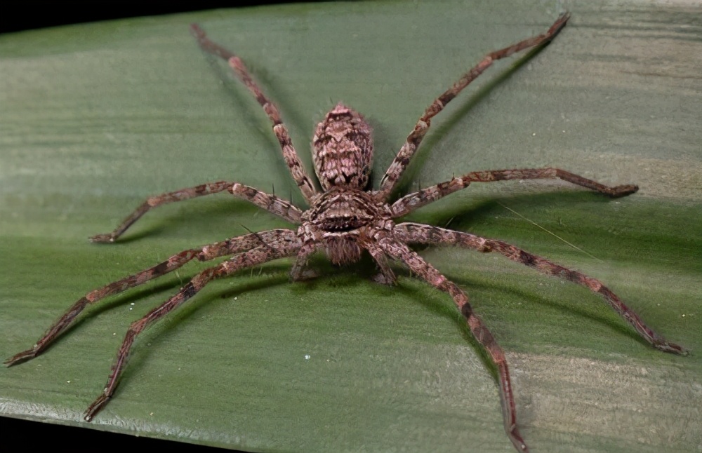 昆虫学家杀蚊子,蜘蛛为什么不能杀死