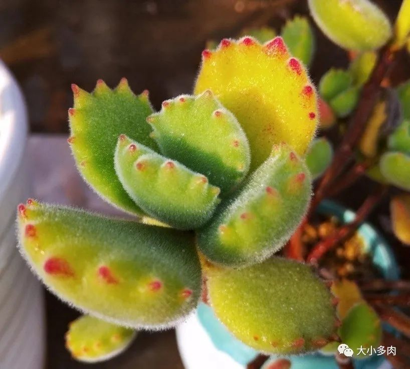 熊童子老叶干瘪新叶不长,熊童子很饱满但没有爪子怎么办