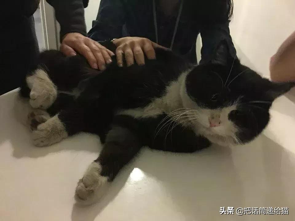 猫故事全集,猫故事小说