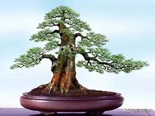 野山楂下山桩用什么土壤好,下山桩保湿成活技术