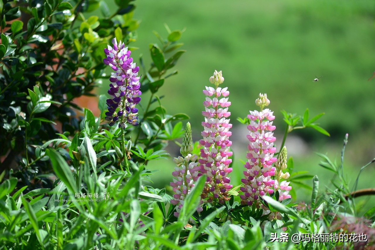 花园里四季常青的树,花园里四季都绿的植物