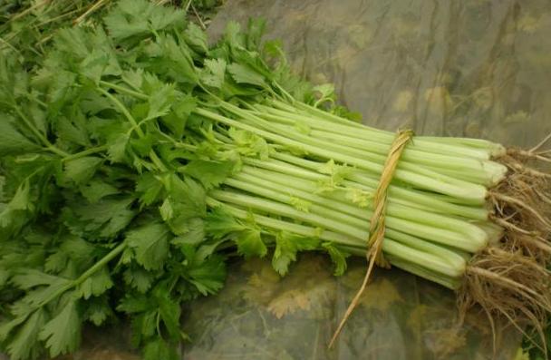 芹菜怎么种出芽率高,芹菜怎么种出苗最快