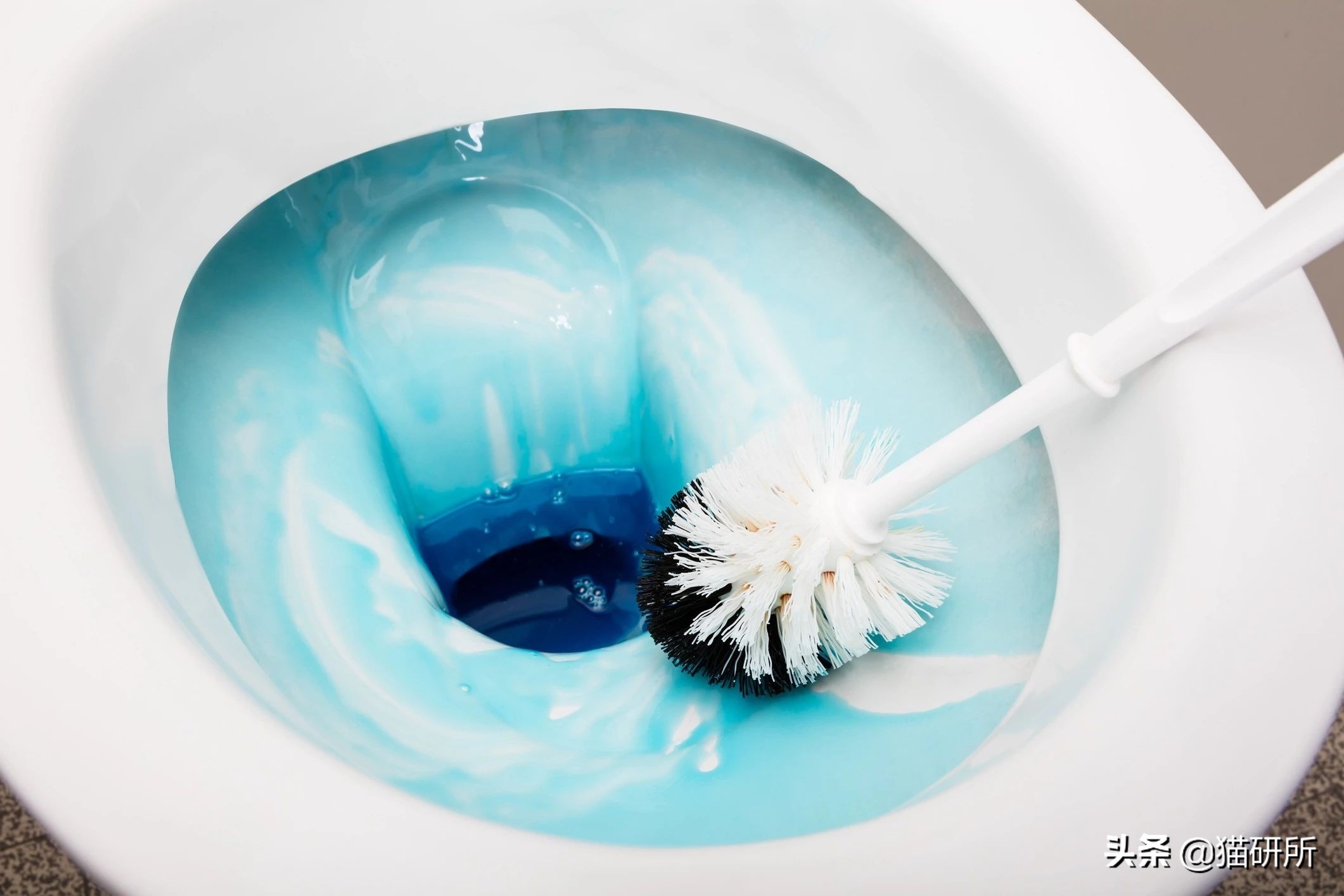 猫咪为什么喜欢马桶水,为啥猫咪喜欢喝洗澡水