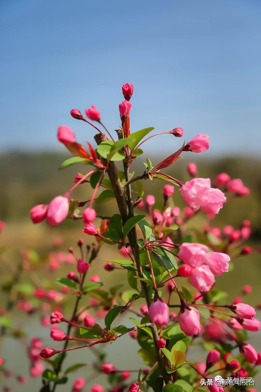 桃之夭夭!来武汉蔡甸世外桃源,许你万株桃花