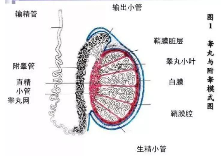 *丸睾**活检，男性生育力的最后防线