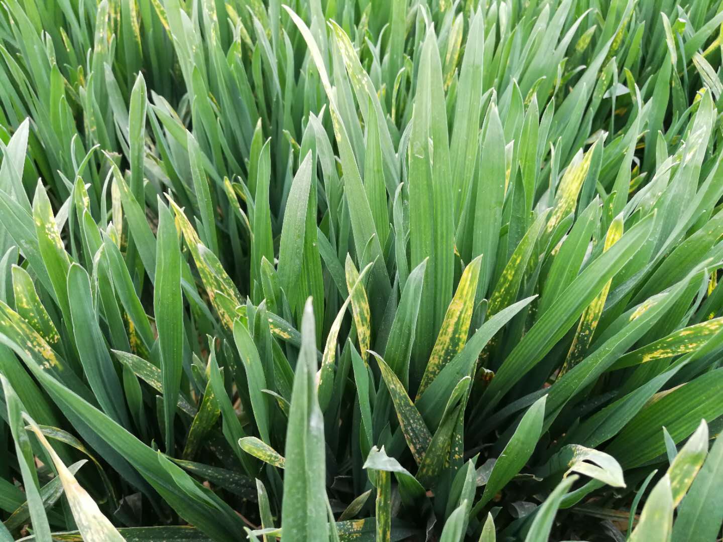 玉米除草剂出现药害,玉米除草剂喷重了怎么办