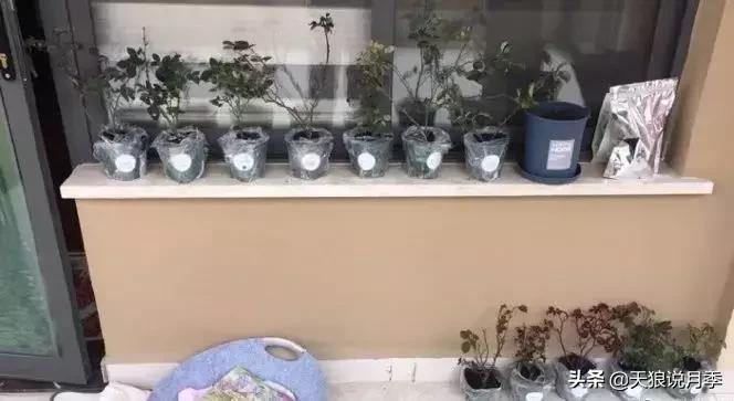 阳台种月季光照少怎么办,光照不好可以养石榴吗