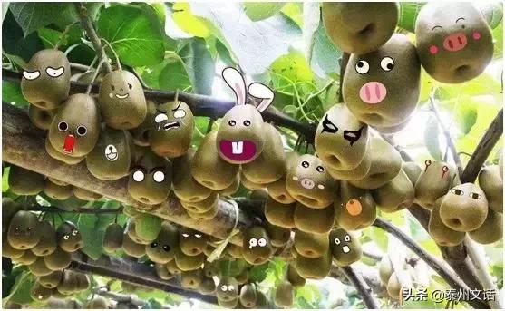 泰州水城水乡国际旅游节哪几天,泰州水城水乡