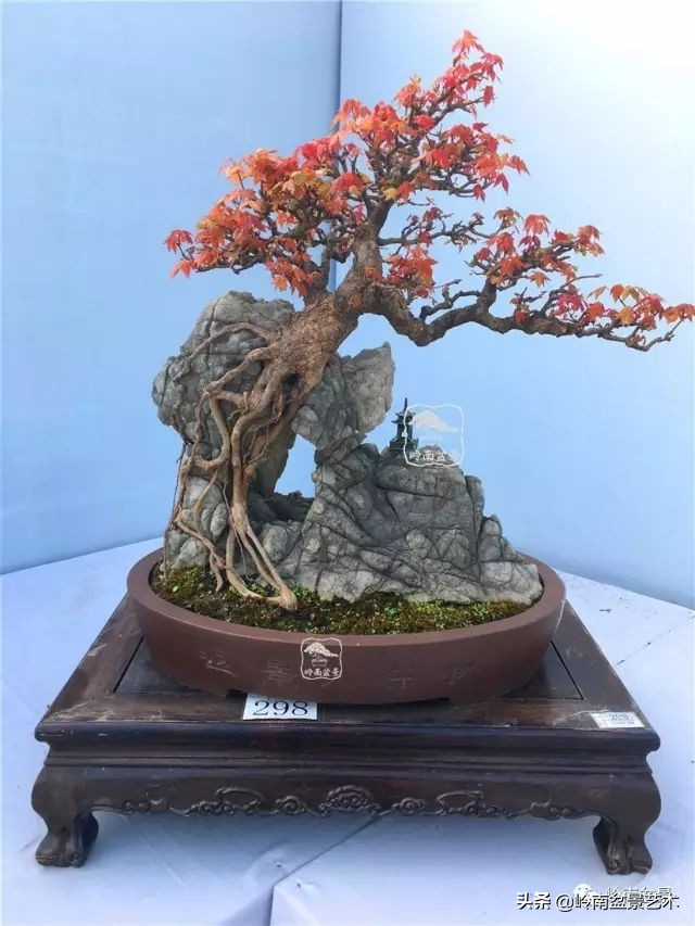 鎺㈡灊妞嶇墿,鎺㈡灊