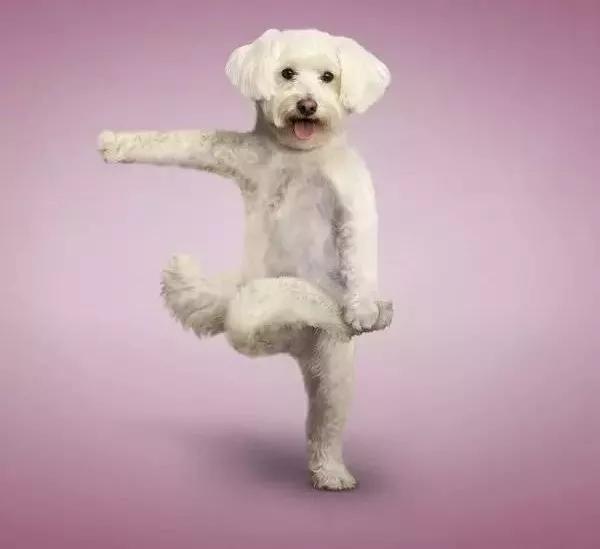 狗狗常见皮肤病种类,狗狗臀部常见皮肤病