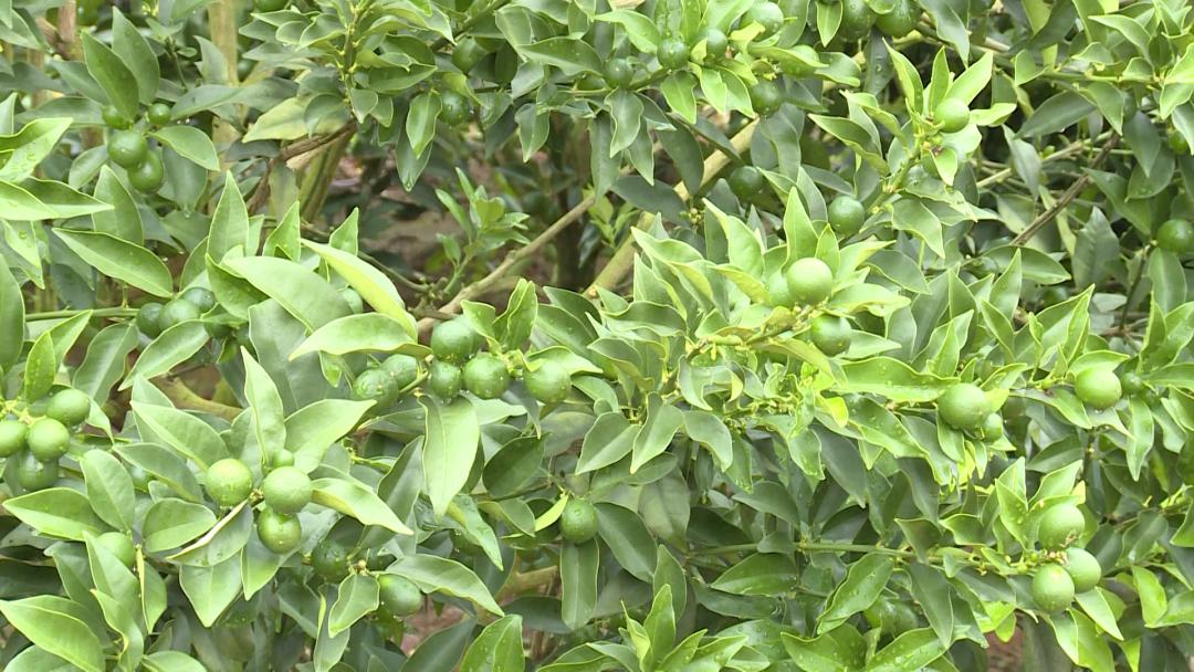 【阳朔人阳朔事】村里的“大个子”书记，乡亲们的好“亲戚”