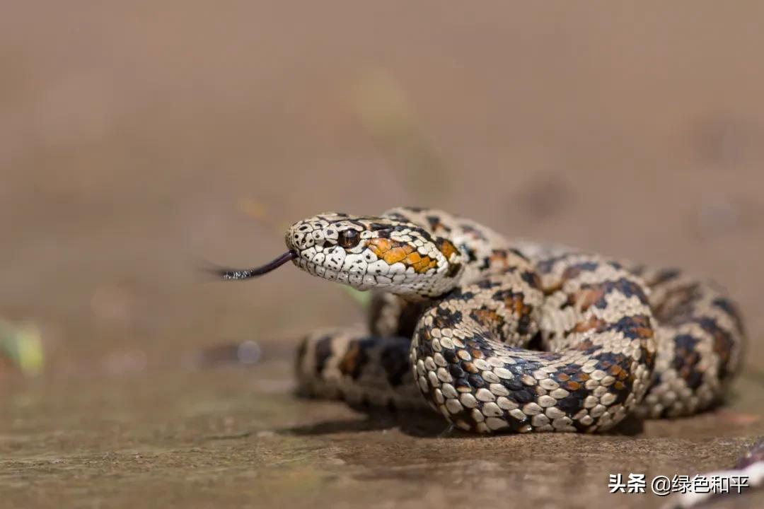 自然合伙人|“三江主人”彭建生：建一座图像喜马拉雅的藏族汉子