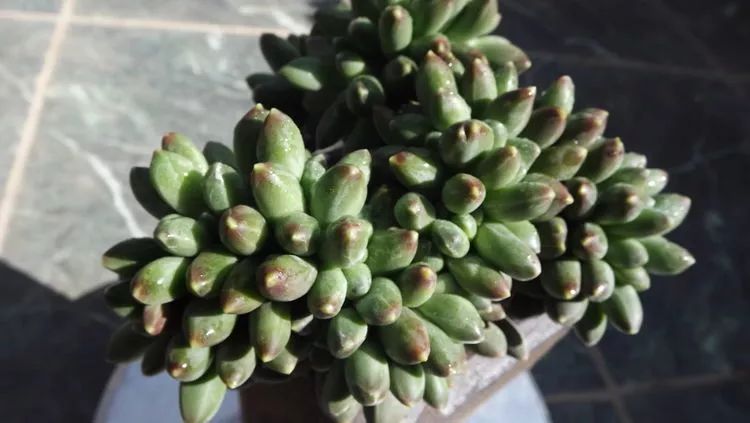 爱机车,爱多肉,宝妈花姐的诗和远方