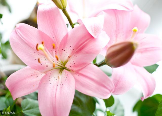 日久见人心患难见真情出处,日久见人心患难见真情什么意思