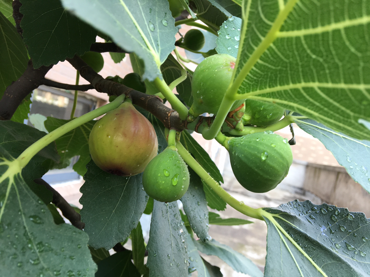 一棵无花果施多少肥料,一字型无花果种植方法