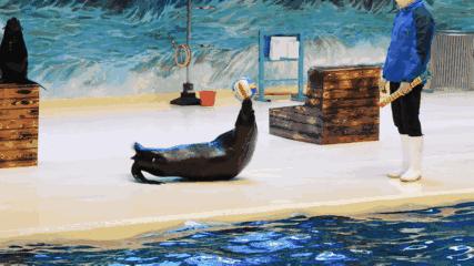 中茂城惊现海狮、海的女儿！带你开启「海洋萌宠奇遇记」