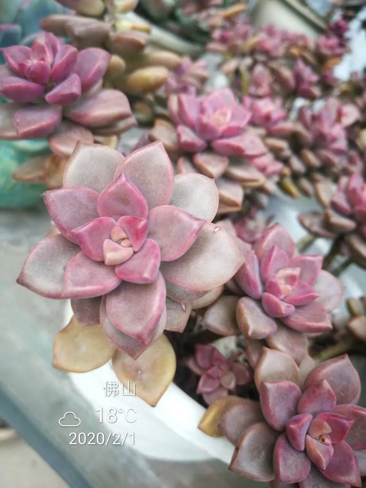 一杯清茶一道暖阳,一杯清茶温暖的时光